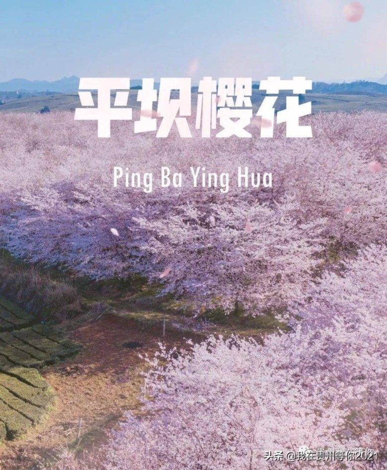 时尚POLO衫